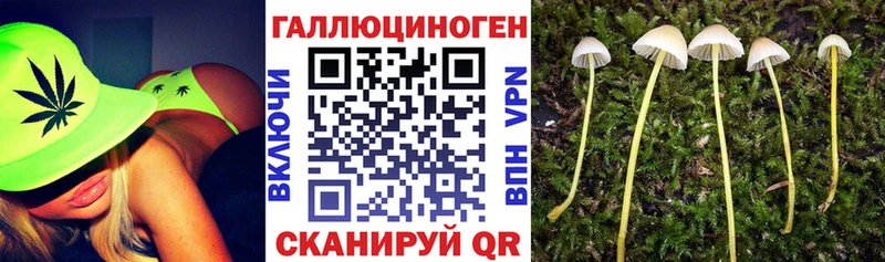 Купить закладки  Королёв  Псилоцибиновые грибы Psilocybe 